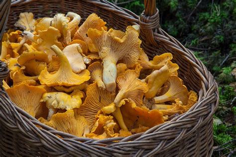 pickled-chanterelle-mushroom-recipe-the-spruce-eats image