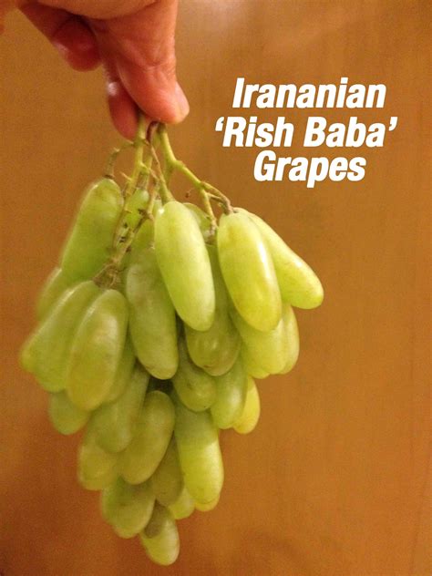 persian-grape-rish-baba-angoor-paradise-nursery image