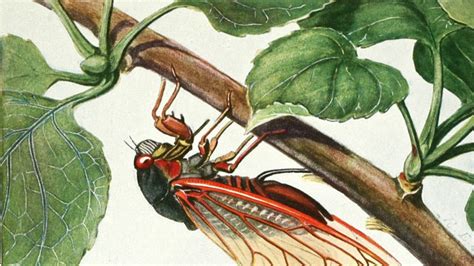 how-to-cook-cicadas-according-to-3-richmond-va-chefs image