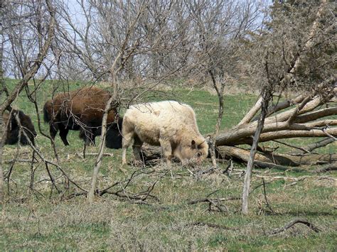 white-buffalo-wikipedia image