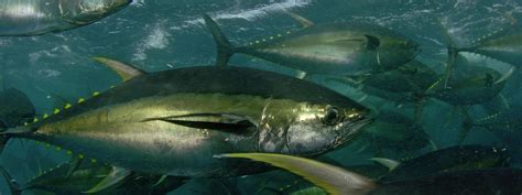 yellowfin-tuna-species-wwf-world-wildlife-fund image