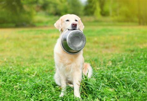 corn-in-your-dogs-food-hillcrest-animal-hospital image