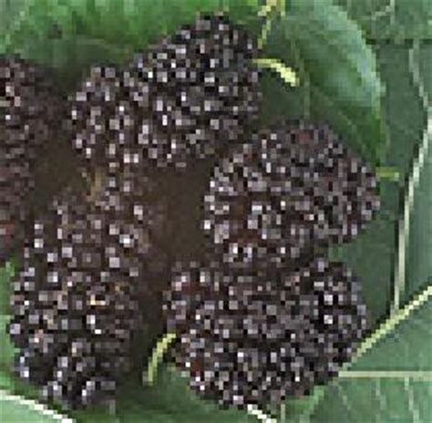 how-to-make-mulberry-jam-easily-pick-your-own image