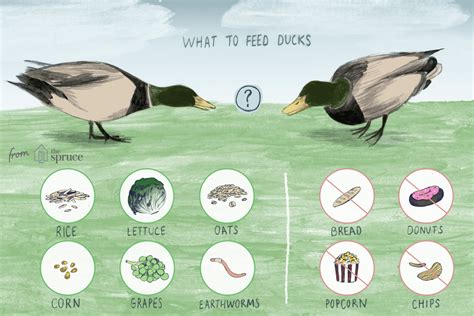 what-do-ducks-eat-the-spruce image