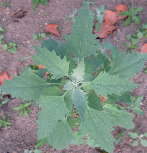 lambs-quarters-growing-guide-for-using-as-food image