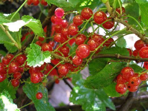 currants-an-old-fashioned-fruit-purposeful image