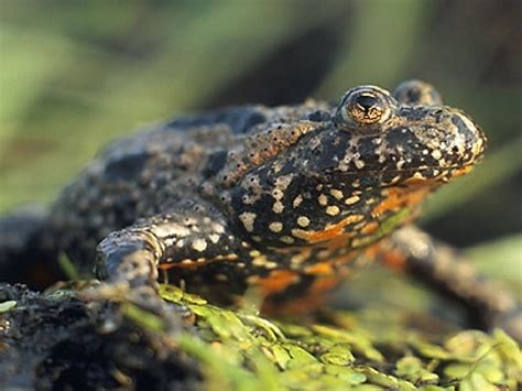 feeding-your-frogs-and-amphibians-with-the-right-foods image