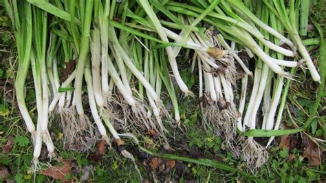 how-to-harvest-wild-onions-hunter-angler-gardener image
