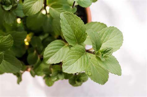 how-to-grow-and-care-for-chocolate-mint-the-spruce image