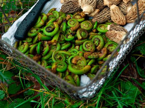 how-to-cook-fiddleheads-and-avoid-food-poisoning image