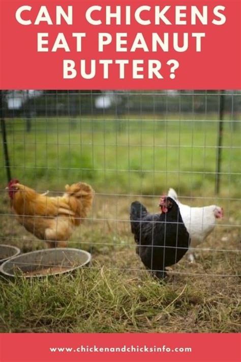 can-chickens-eat-peanut-butter-messy-but image
