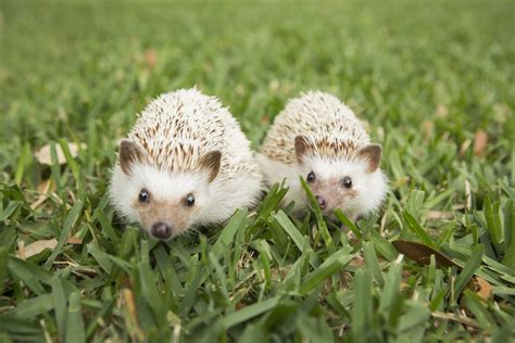 what-do-hedgehogs-eat-the-spruce-pets image