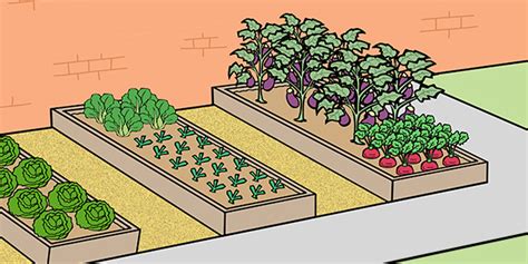 vegetable-patch-design-urban-food-garden image