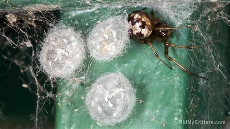 how-to-get-rid-of-spider-eggs-before-they-hatch image