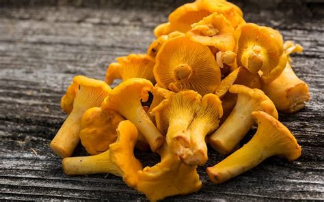 how-to-store-and-cook-chanterelle-mushrooms-taste-of image