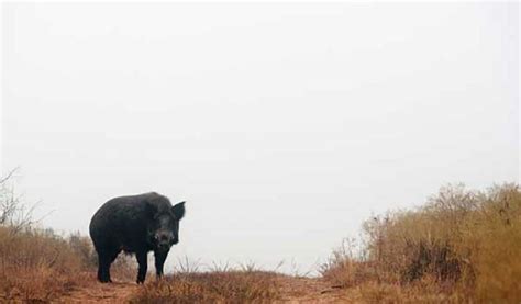 swine-dining-what-to-know-about-cooking-feral-hogs image