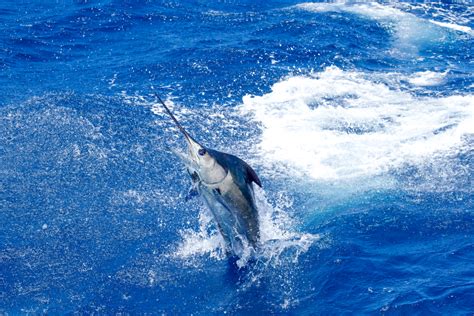 atlantic-blue-marlin-facts-habitat-diet-conservation image