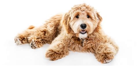 best-dog-food-for-goldendoodles-2022-dogfoodadvisor image