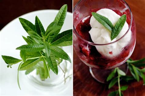 recipe-plum-sorbet-with-lemon-verbena-cream-kitchn image