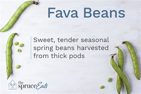 what-are-fava-beans-the-spruce-eats image