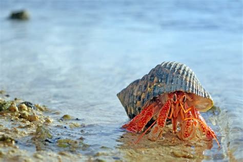 list-of-foods-hermit-crabs-can-eat-cuteness image