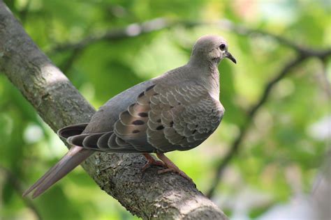 13-fascinating-facts-about-mourning-doves-birds image