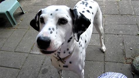 dalmatian-barking-on-command-youtube image
