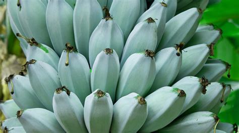blue-java-bananas-nutrition-benefits-and-uses-healthline image