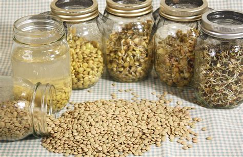 sprouted-lentils-lentilsorg image