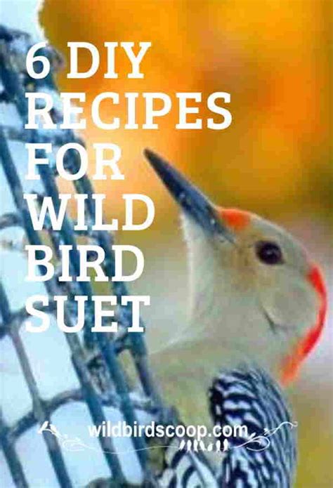 bird-suet-recipe-6-of-the-best-for-your-convenience image