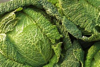 causes-of-cabbage-wilting-home-guides-sf-gate image