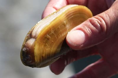 razor-clam-oregon-department-of-fish-wildlife image