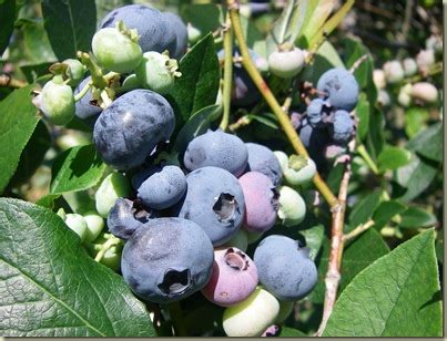 blueberry-bonanza-dc-rainmaker image