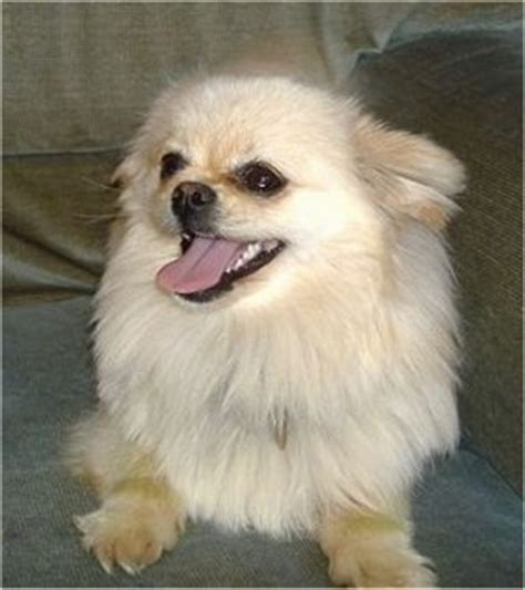pomchi-dog-breed-information-and-pictures image