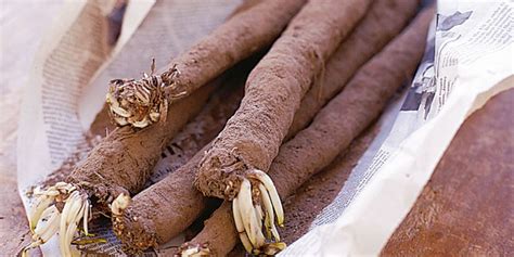 how-to-cook-with-salsify-bbc-good-food image