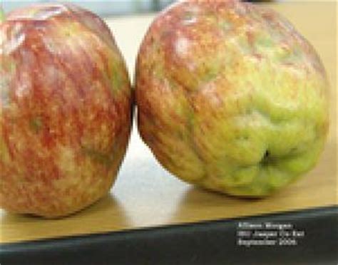 apple-maggot-horticulture-and-home-pest-news image