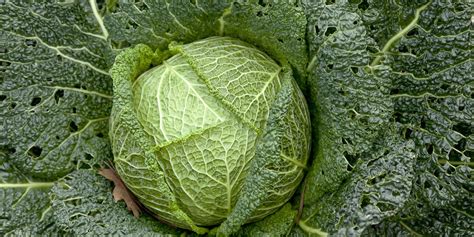 how-to-cook-cabbage-great-british-chefs image