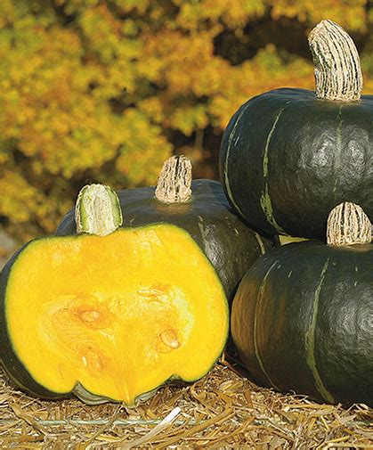 growing-buttercup-squash-how-to-sow-care-for image