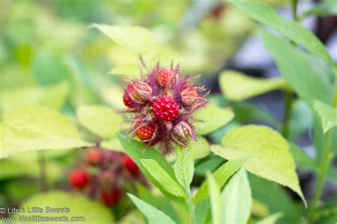 wineberry-recipes-collection-japanese-raspberry image