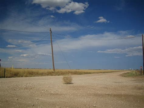 everything-you-ever-wanted-to-know-about-tumbleweeds image