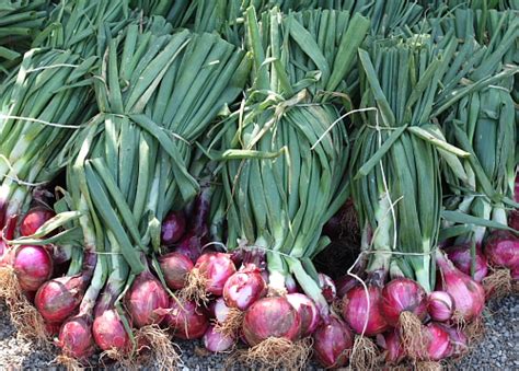 cipolle-di-tropea-the-sweet-red-onions-of-tropea image