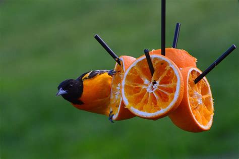 feeding-orioles-what-do-orioles-eat-birds-and-blooms image