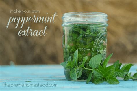 mint-extract-recipe-the-prairie-homestead image