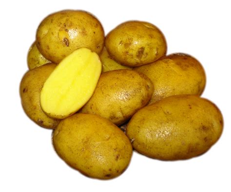 german-butterball-eagle-creek-seed-potatoes image