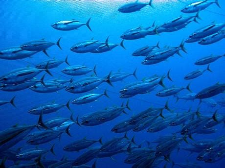 bigeye-tuna-species-wwf-world-wildlife-fund image
