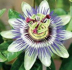 can-i-eat-the-fruits-produced-by-my-passion-flower-plant image