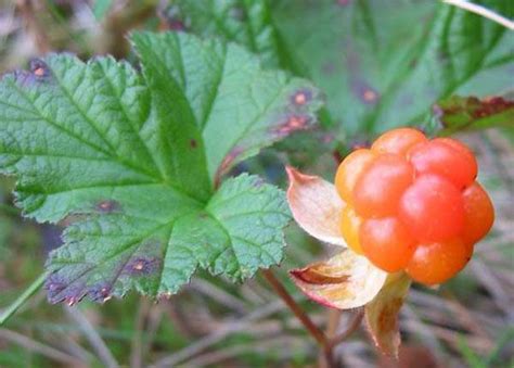 cloudberry-plant-britannica image