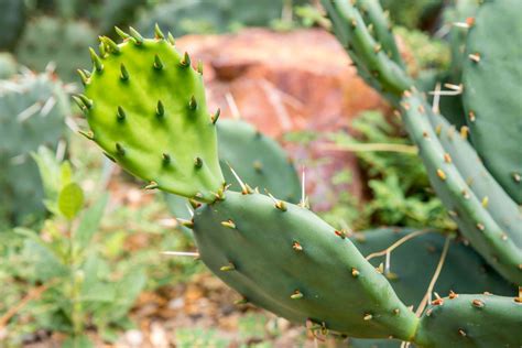 how-to-grow-and-care-for-eastern-prickly-pear-cactus image