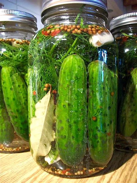 the-hirshon-authentic-jewish-half-sour-dill-pickles image