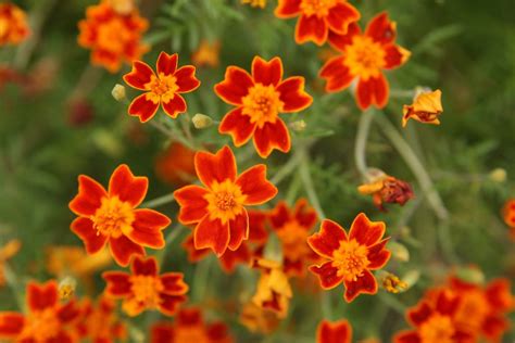 edible-marigold-flowers-learn-how-to-grow image